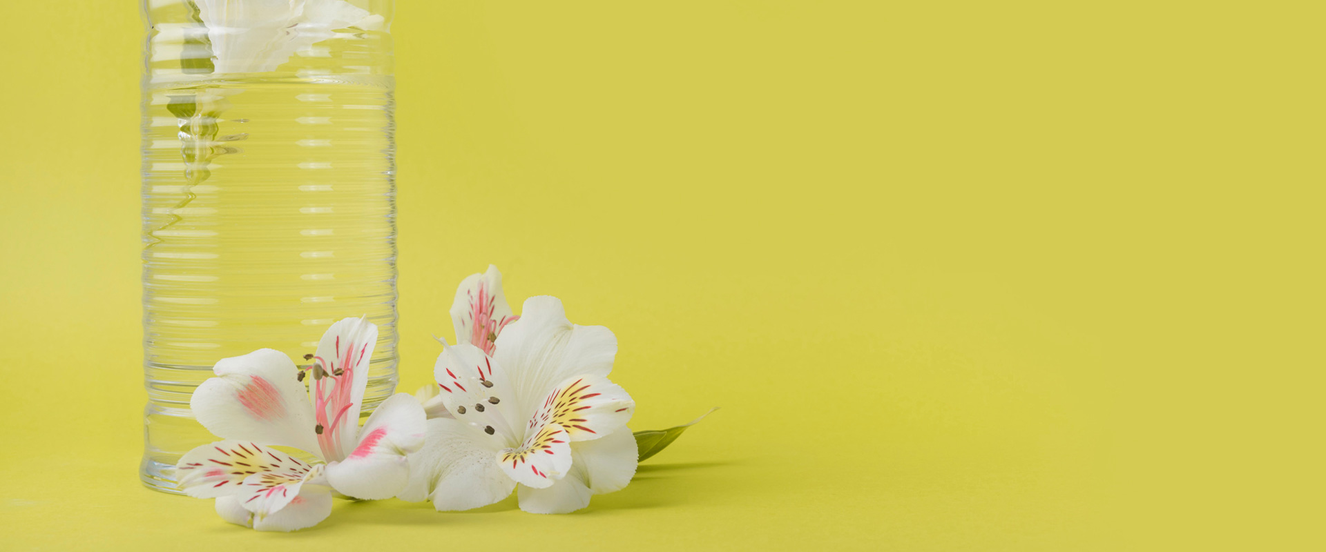 Geraniol: Alcohol Terpénico, Arquitectura de Rosa & Floralidad Luminosa