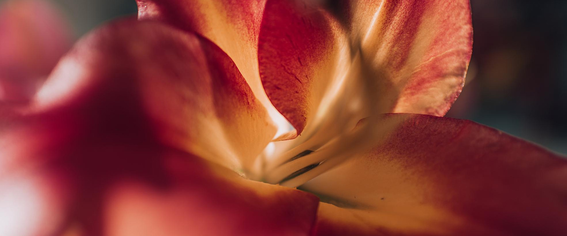 Tendencias en Perfumería Fina 2026–2027: Emoción, Second Skin, Gourmand 2.0 y Nicho Accesible